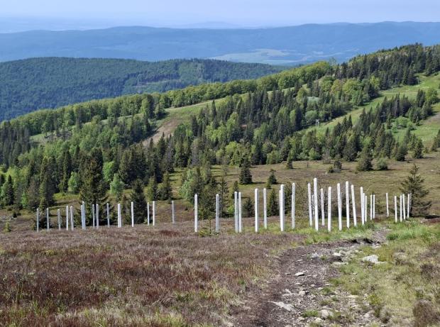 Kojšovska hoľa alebo len jednoducho "Kojšovka" 20