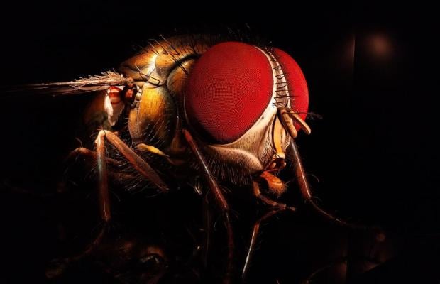 Výstava Mega brouci - entomologický Disneyland:)