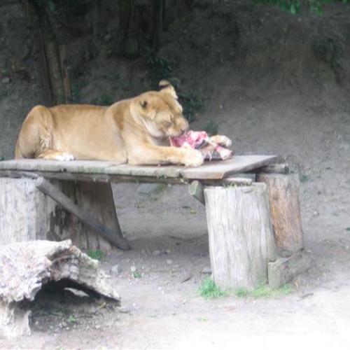 ZOO