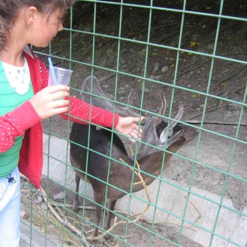 ZOO