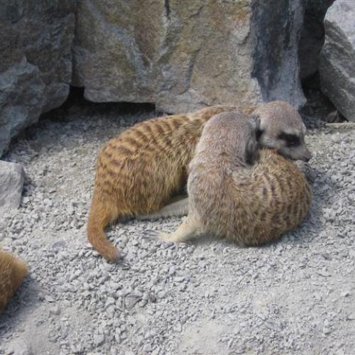 ZOO