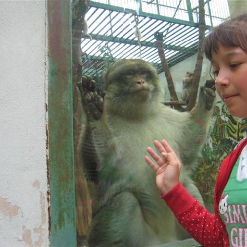 ZOO