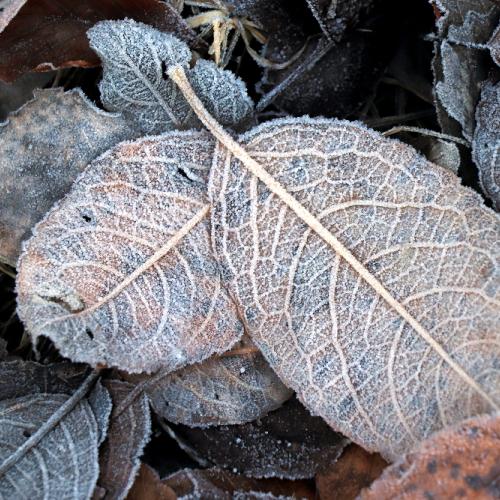 Novembrové pozastavenia sa