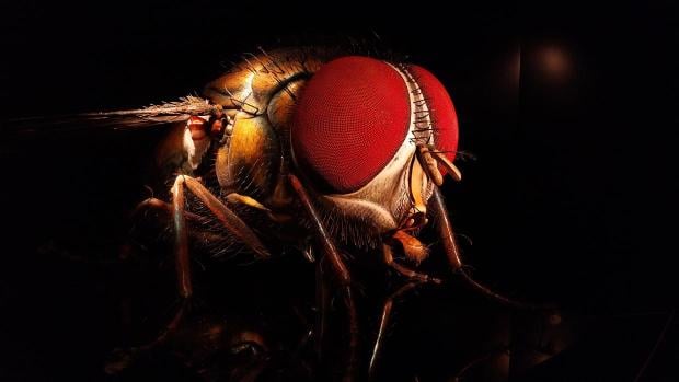 Dzeny | Niekoľkometrový model muchy na výstave Mega brouci v Bratislave Výstava Mega brouci - entomologický Disneyland:)