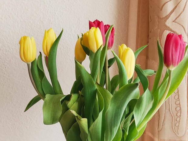 tulipany