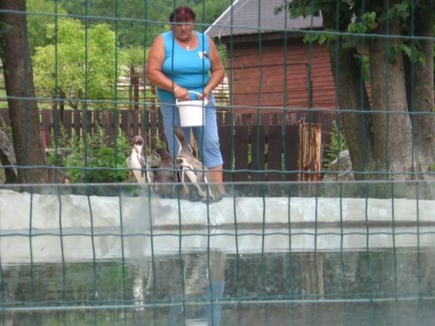 ZOO, Všetko krásne, babka Betka, 1