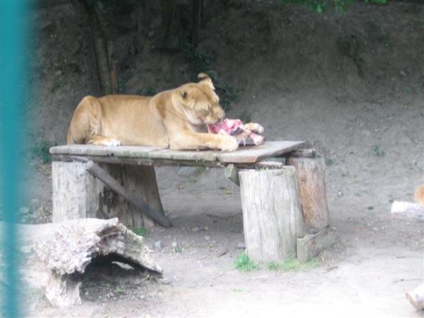 ZOO, Všetko krásne, babka Betka, 1