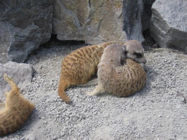 ZOO, Všetko krásne, babka Betka, 1
