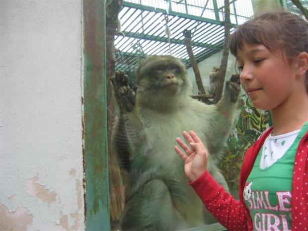 ZOO, Všetko krásne, babka Betka, 1