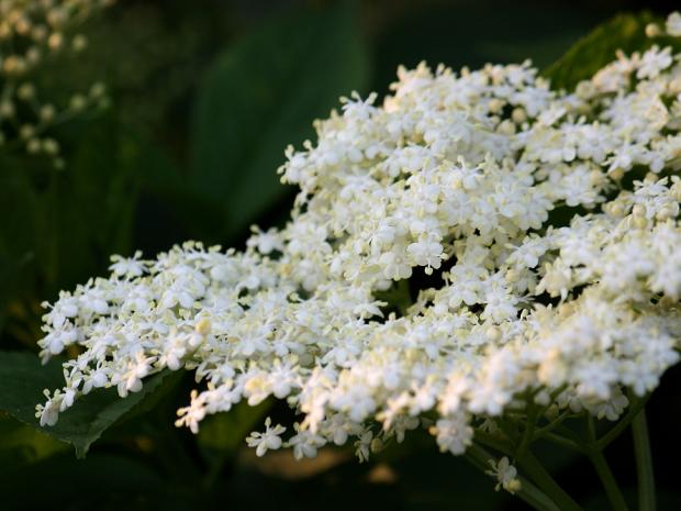 Bazový sirup, Zaváranie, recept, georgina